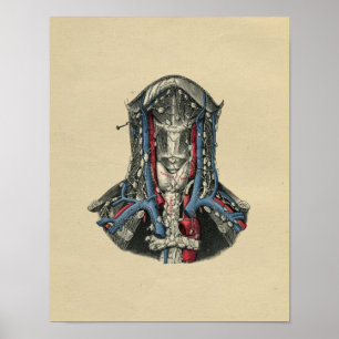 Anatomie des menschlichen Lymph-Nodes 1902 Vintag Poster