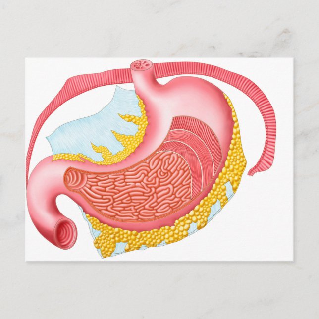 Anatomie des menschlichen Magens Postkarte (Vorderseite)