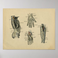 Anatomie des menschlichen Nerven 1902 Vintag