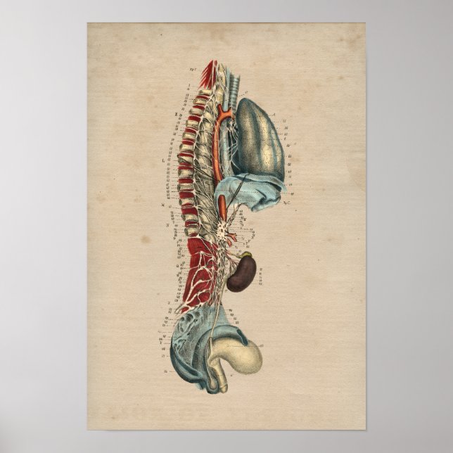Anatomie des menschlichen Nervensystems 1841 Print Poster (Vorne)