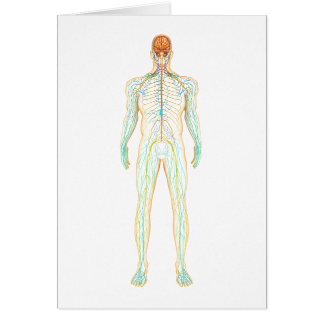 Anatomie des menschlichen Nervensystems und des Ly (Vorne)