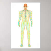 Anatomie des menschlichen Nervensystems und des Ly