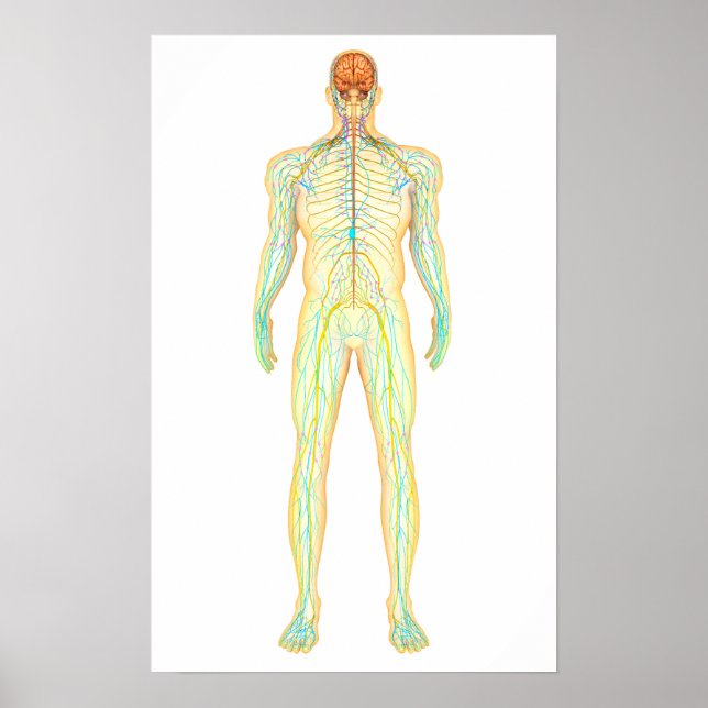 Anatomie des menschlichen Nervensystems und des Ly Poster (Vorne)
