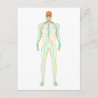 Anatomie des menschlichen Nervensystems und des Ly