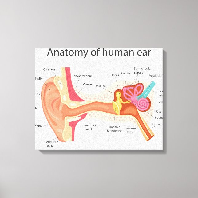 Anatomie des menschlichen Ohrs Leinwanddruck (Vorderseite)