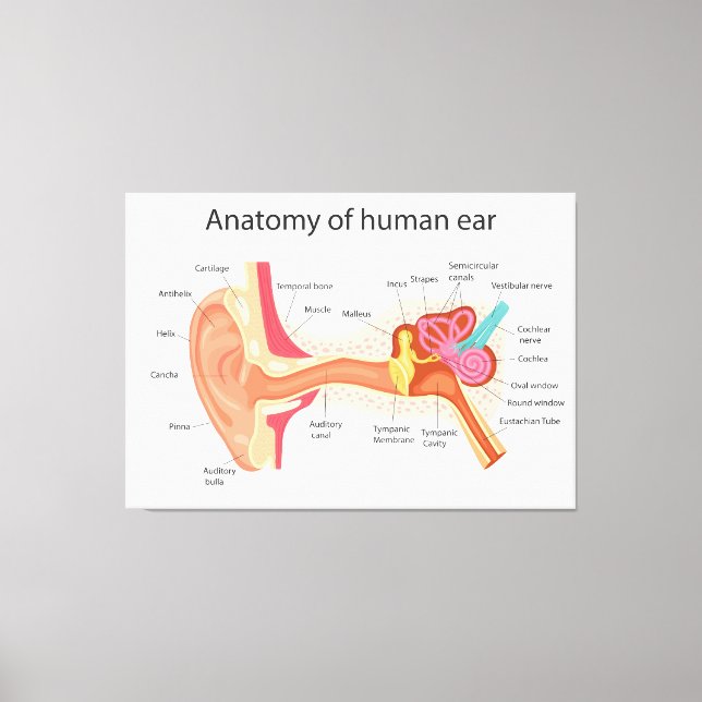 Anatomie des menschlichen Ohrs Leinwanddruck (Vorderseite)