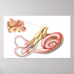Anatomie des menschlichen Ohrs, Membranlabyrinth Poster