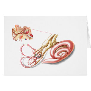 Anatomie des menschlichen Ohrs, membranöses Labyri