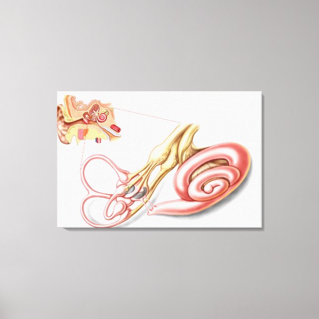 Anatomie des menschlichen Ohrs, membranöses Labyri Leinwanddruck (Vorderseite)