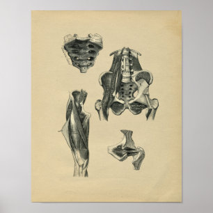 Anatomie des menschlichen Pelvis Leg 1902 Vintag Poster