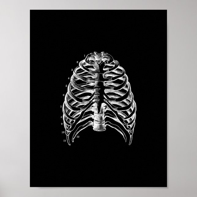 Anatomie des menschlichen Ribcage in Schwarz und W Poster (Vorne)