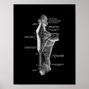 Anatomie des menschlichen Rückens in Schwarzweiß Poster