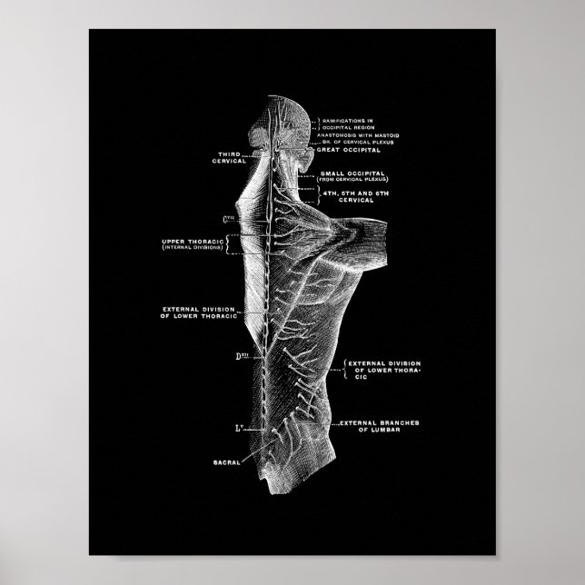 Anatomie des menschlichen Rückens in Schwarzweiß Poster (Vorne)
