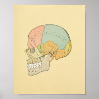Anatomie des menschlichen Schädelgraues