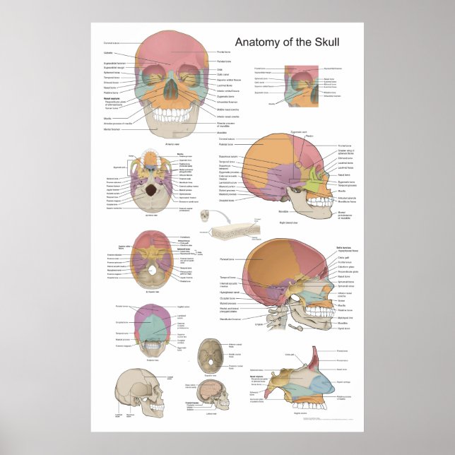 Anatomie des menschlichen Schädels 24 X 36 Poster (Vorne)