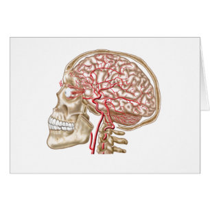 Anatomie des menschlichen Schädels, des Augapfels