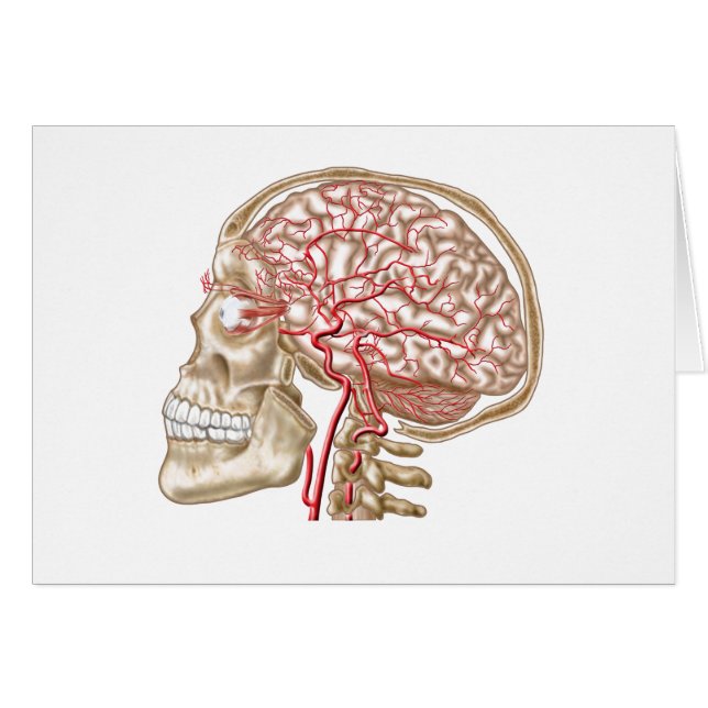 Anatomie des menschlichen Schädels, des Auges und  (Vorderseite (Horizontal))
