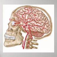 Anatomie des menschlichen Schädels, des Auges und