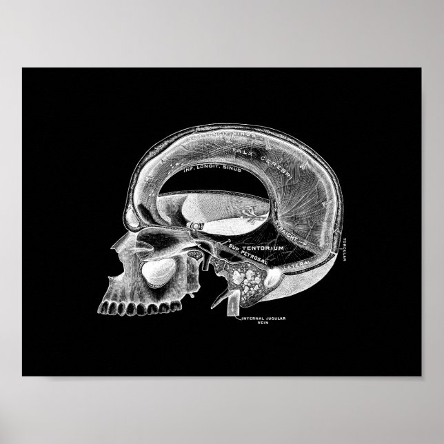 Anatomie des menschlichen Schädels in Schwarz und  Poster (Vorne)
