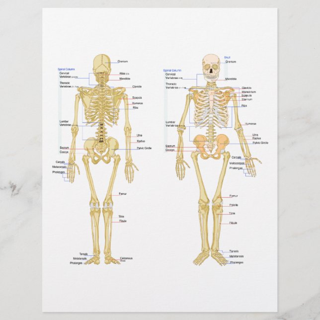 Anatomie des menschlichen Skeletts (Vorderseite)