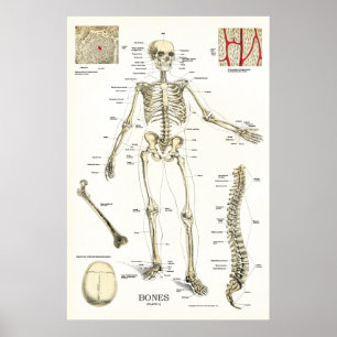 Anatomie des menschlichen Skeletts 24 x 36 Poster