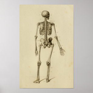 Anatomie des menschlichen Skeletts Druckhintergrun Poster