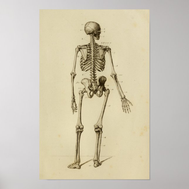 Anatomie des menschlichen Skeletts Druckhintergrun Poster (Vorne)