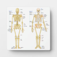 Anatomie des menschlichen Skeletts