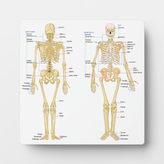 Anatomie des menschlichen Skeletts Fotoplatte (Vorderseite)