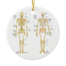 Anatomie des menschlichen Skeletts