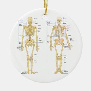Anatomie des menschlichen Skeletts Keramikornament