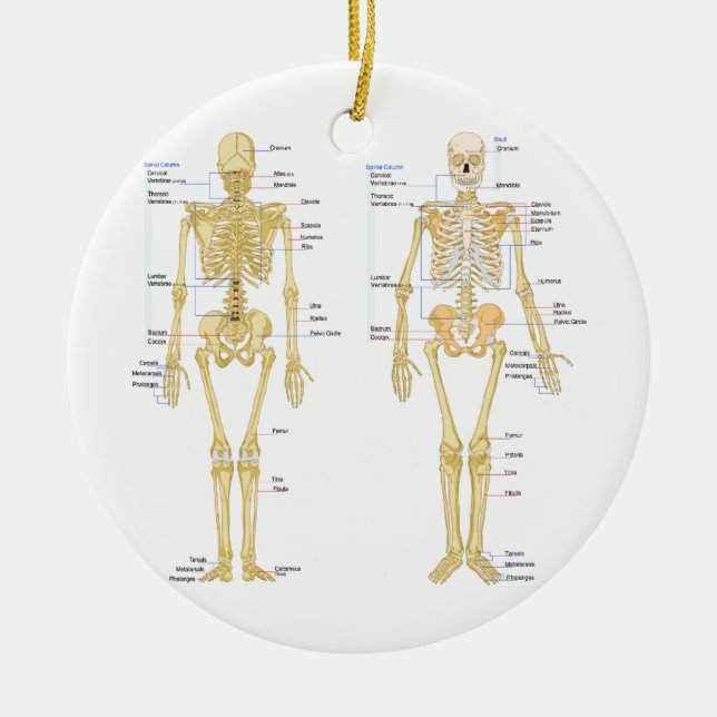 Anatomie des menschlichen Skeletts Keramikornament (Vorne)