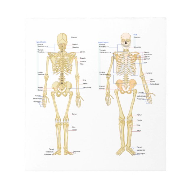 Anatomie des menschlichen Skeletts Notizblock (Vorderseite)