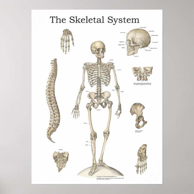 Anatomie des menschlichen Skeletts Poster (Vorne)