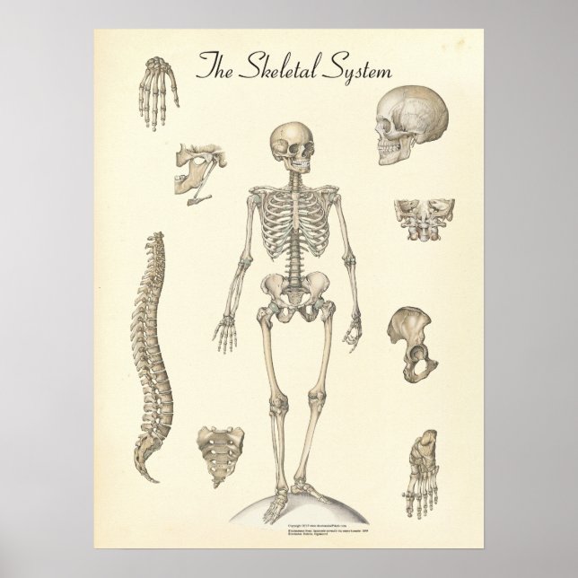 Anatomie des menschlichen Skeletts Poster (Vorne)