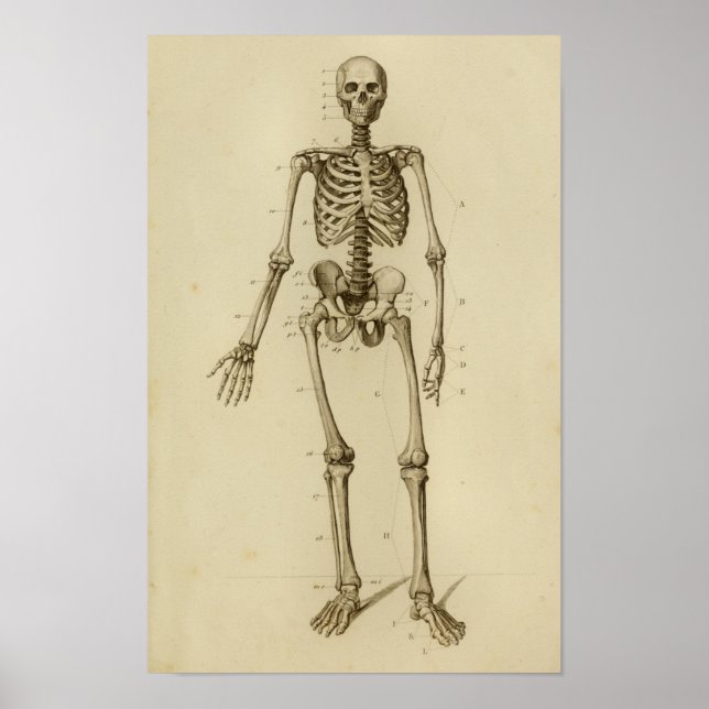 Anatomie des menschlichen Skeletts Poster (Vorne)