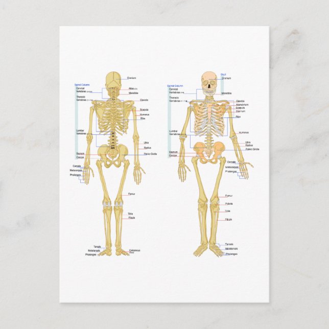 Anatomie des menschlichen Skeletts Postkarte (Vorderseite)