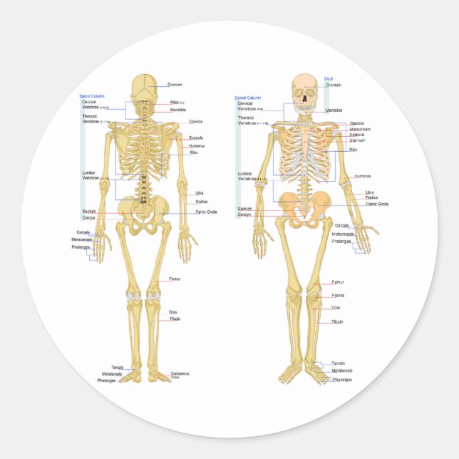 Anatomie des menschlichen Skeletts Runder Aufkleber (Vorderseite)