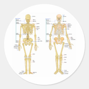 Anatomie des menschlichen Skeletts Runder Aufkleber