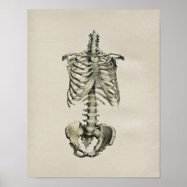 Anatomie des menschlichen Skeletts Vintag Poster (Vorne)