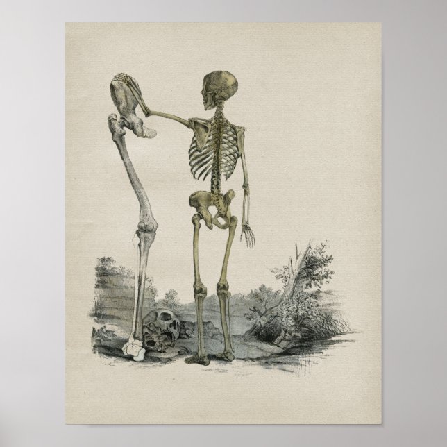Anatomie des menschlichen Skeletts Vintag Poster (Vorne)