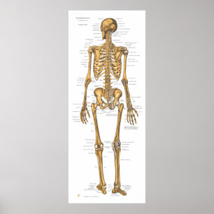 Anatomie des menschlichen Skelettsystems Poster