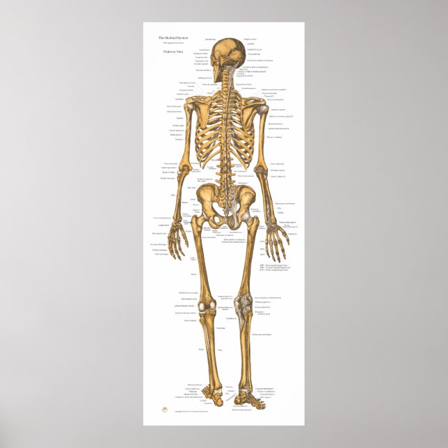 Anatomie des menschlichen Skelettsystems Poster (Vorne)