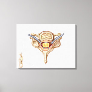 Anatomie des menschlichen Wirbels Leinwanddruck