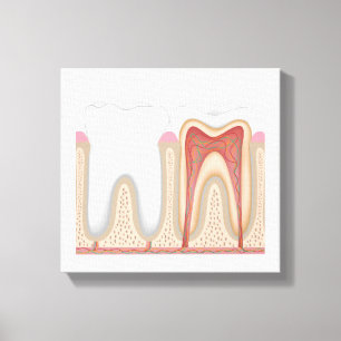 Anatomie des menschlichen Zahnes, gedehnte Leinwan Leinwanddruck