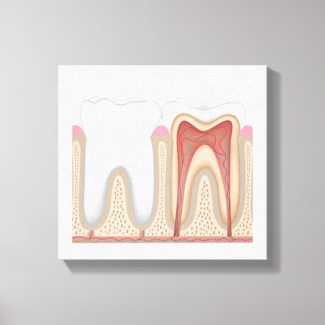 Anatomie des menschlichen Zahnes, gedehnte Leinwan Leinwanddruck (Vorderseite)