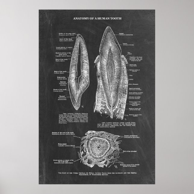 Anatomie des menschlichen Zahnfleisches Poster (Vorne)