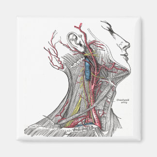 Anatomie des Necks Magnet