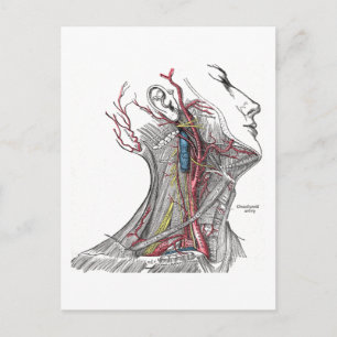 Anatomie des Necks Postkarte
