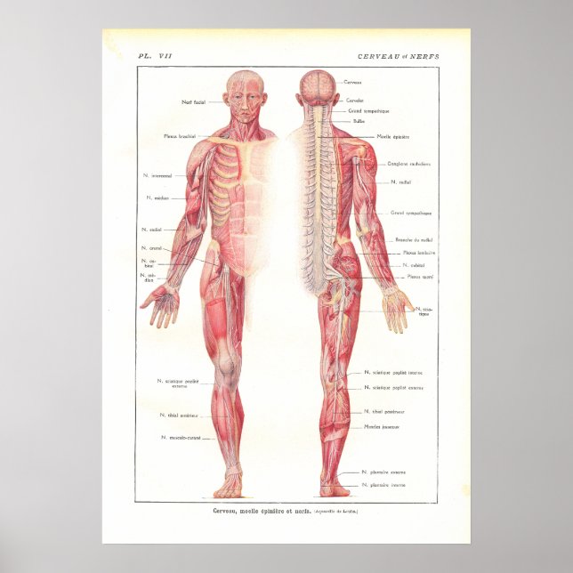 Anatomie des Nervensystems Poster auf Französisch (Vorne)